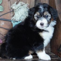 Black Tri Female - Black tri-color female Aussiedoodle puppy in Lawton, Oklahoma from Lindsey’s Aussies