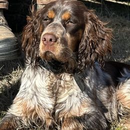 English Springer Spaniels from Cove Acres Springers