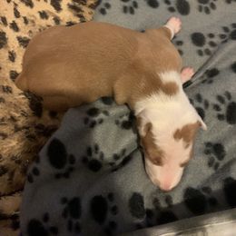 Ibizan Hound and Manchester Terrier Puppies from Ahram Ibizan hounds and Manchester Terriers