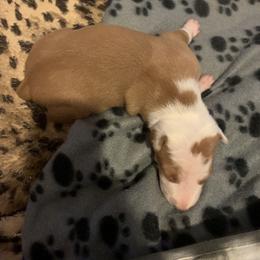 Ibizan Hound and Manchester Terrier Puppies from Ahram Ibizan hounds and Manchester Terriers