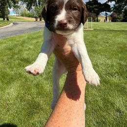 Blue - Liver and white female Springerdoodle puppy in Clifton, Idaho from Little Mountain Springers, Springerdoodles & Poodles