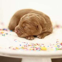 Glaze - male Australian Mountain Doodle puppy in Spanish Fork, Utah from Little Puppy Co.