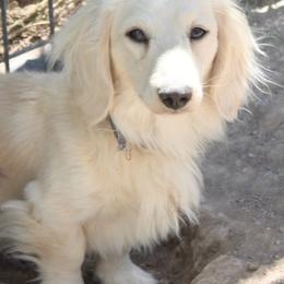 Forrest - Cream male Dachshund puppy in Spring Creek, Nevada from Hobby Horse Mini Doxies
