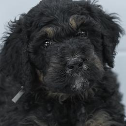 Boy 4 - Phantom Bernedoodle puppy in Vinita, Oklahoma from American Poodles and Doodles