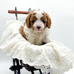 Farrah - Blenheim female Cavapoo puppy in Eau Claire, Wisconsin from Regal Cavaliers