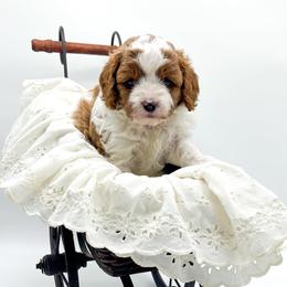 Farrah - Blenheim female Cavapoo puppy in Eau Claire, Wisconsin from Regal Cavaliers