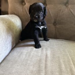 Bernedoodle, Goldendoodle, and Sheepadoodle Puppies from Dhalia’s Doodles