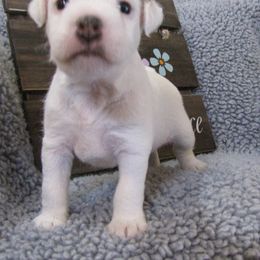 Jack Russell Terrier Puppies from Spritely Jack Russell Terriers