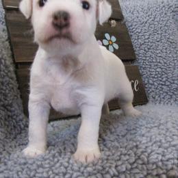 Jack Russell Terrier Puppies from Spritely Jack Russell Terriers