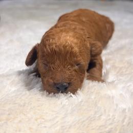 McDonalds - Red male Cavapoo puppy in Kirksville, Missouri from Show Me Poodles Doodles and Cavaliers