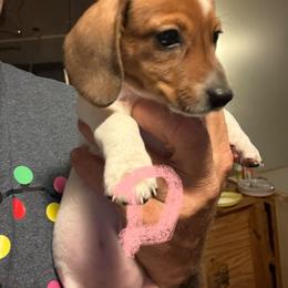 Girl 3 - Red female Dachshund puppy in Paisley, Florida from Pantheon Dachshunds