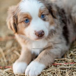 Aussiedoodle and Miniature American Shepherd Puppies from King Family Ranch