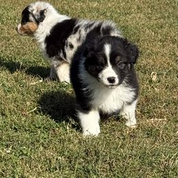 Cortland - Black tri-color male Australian Shepherd puppy in Glencoe, Minnesota from Cattail Ridge Australian Shepherds