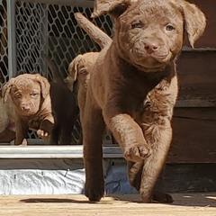 Chesapeake Bay Retriever Puppies from Chesamo Chesapeakes