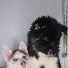 Siberian Husky Puppies from Springfield Huskies