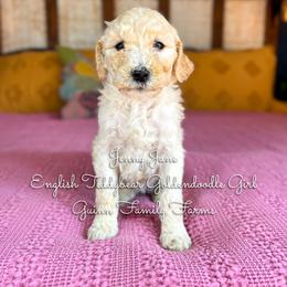 Jenny June English Teddybear - Apricot female Goldendoodle puppy in Grove, Oklahoma from Guinn Family Farms