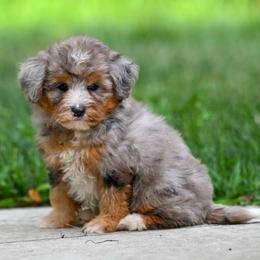 Brigitta - Blue merle female Bernedoodle puppy in Dundee, Ohio from Down Home Doodle