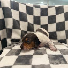 Zeus - Piebald male Dachshund puppy in Wesley Chapel, Florida from Russell Lee Overton