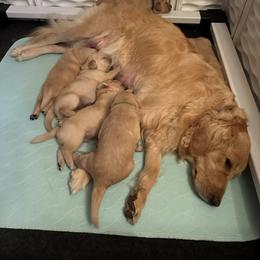 Golden Retriever Puppies from Gail’s Goldens