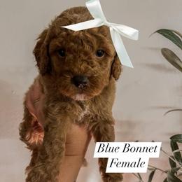 Blue Bonnet (Our Lone Star State litter) - Red  female Goldendoodle puppy in Hopkins County, Texas from Boutique Doodles