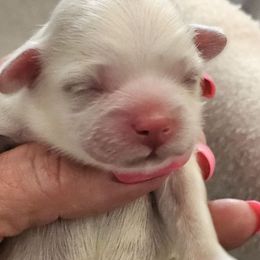 Uno - White Shih Tzu puppy in California from Trinity Shihtzu's So Calif