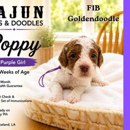 1400.00 Poppy: Purple Collar - Parti female Goldendoodle puppy in Raceland, Louisiana from Cajun Doodles