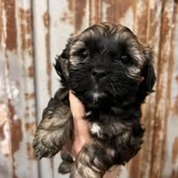 Assorted Doodle Crosses, Aussiedoodle, Australian Shepherd, Long Haired Weimaraner, Shihpoo, and Shih Tzu Puppies from Rockiń N Kennel