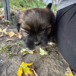 Ralph - Grizzle male Lhasa Apso puppy in Snover, Michigan from Lhasa Fur Life