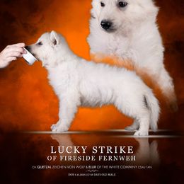 Boy 3 - White male Berger Blanc Suisse puppy in Chestnut, Illinois from Fireside Fernweh