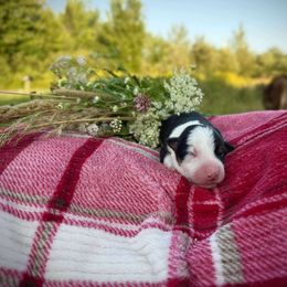 Arcadia - Tri-color female Border Collie puppy in Alexander, Maine from High Velocity Stockdogs