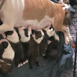 Boston Terriers from Grizzly Bear Bostons