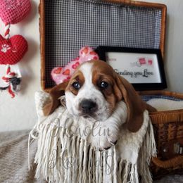 Basset Hound Puppies from Howlin Hounds