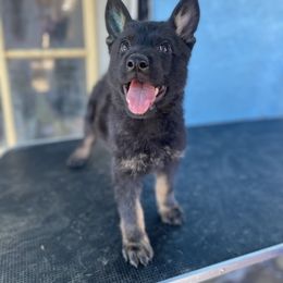 Border Collie and German Shepherd Puppies from Von Guadachi Working Dogs