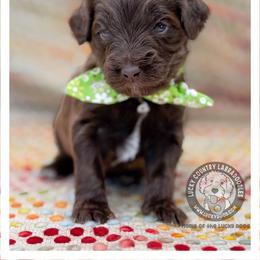 Mister Green - Chocolate male Australian Labradoodle puppy in Wake Forest, North Carolina from Lucky Country Labradoodles
