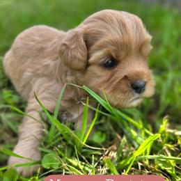 Mrs. Potts - female Cavapoochon puppy in Bullard, Texas from Cavapoochon Central LLC