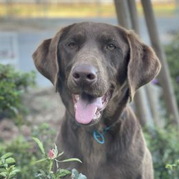 Greta - Labrador Retriever
