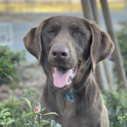 Greta - Labrador Retriever