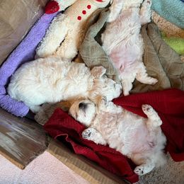 Bichon Frise All Grown Up from Just Bichons
