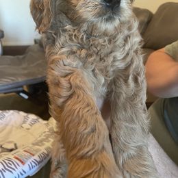 Goldendoodle Puppies from Virgin River Kennel