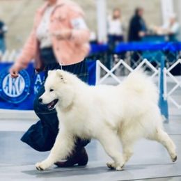 Sam - Samoyed