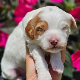 Boy - Blenheim male Cavapoo puppy in Salem, Missouri from Meadowbrook Poodles