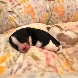 Baby Kevin - Tri-color male Cavalier King Charles Spaniel puppy in North Carolina from Waggin Tails