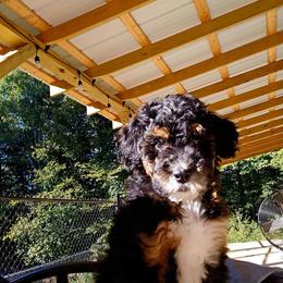 Rocky - Tri-color male Bernedoodle puppy in Olin, North Carolina from Rocky Creek Raised