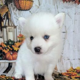 Rayne - 2000 - White female Pomsky puppy in Spring Hill, Florida from www.PuppyTimeEmporium.com