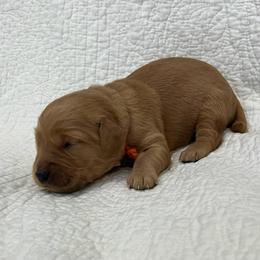 Boy 4 - Dark golden male Golden Retriever puppy in Centerburg, Ohio from Future Hope Goldens