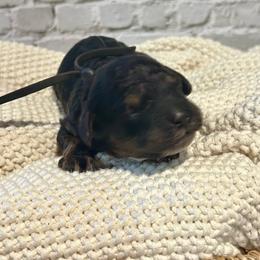 Winnie - Black white and tan female Cockapoo puppy in Lancaster, Missouri from Cavapoo Acres