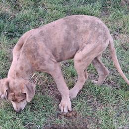 Lilac Brindle Merle Female - Merle female Great Dane puppy in Cunningham, Kansas from Garden Grove Great Danes