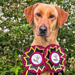 Ridley - Labrador Retriever