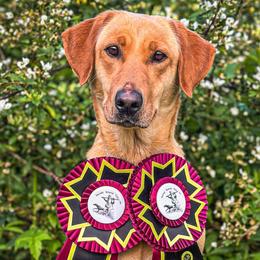 Ridley - Labrador Retriever