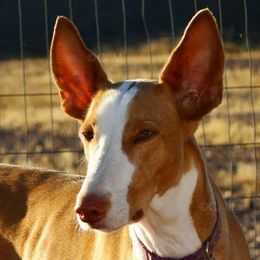 Ibizan Hound All Grown Up from SunRumba Sighthounds